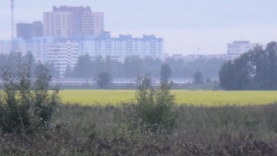 tcvety_polyana.JPG